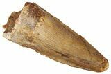 Fossil Spinosaurus Tooth - Real Dinosaur Tooth #298353-1